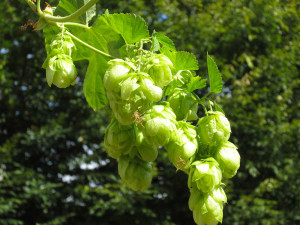 houblon sur pied